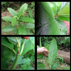 Ficus hispida