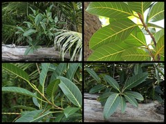 Ficus kerkhovenii
