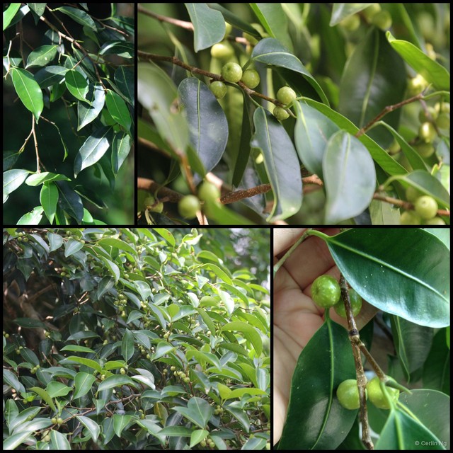 Ficus kurzii • © Cerlin Ng • All Rights Reserved