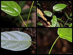 Ficus (Synoecia) laevis Blume