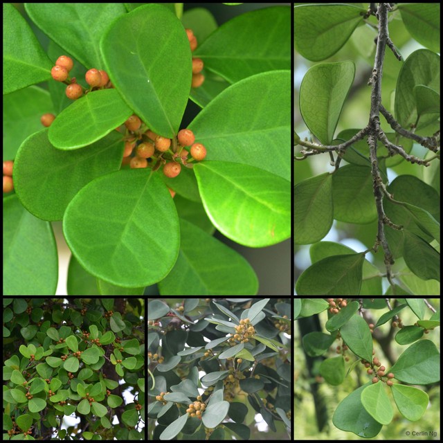Ficus natalensis leprieurii • © Cerlin Ng • All Rights Reserved