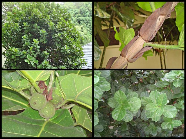 Ficus lyrata • © Ong Kwan Han • All Rights Reserved