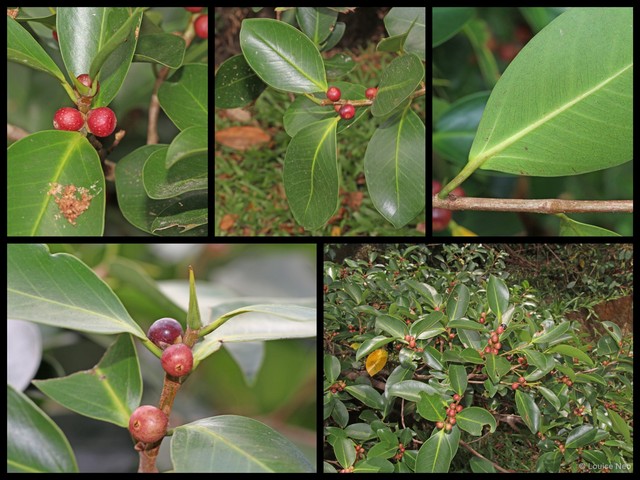 Ficus microcarpa • © Louise Neo • All Rights Reserved
