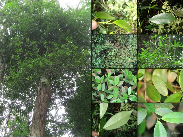 Ficus microsyce • © Yeoh Yi Shuen • All Rights Reserved