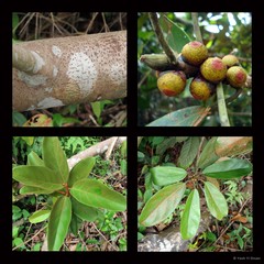 Ficus consociata var. murtoni