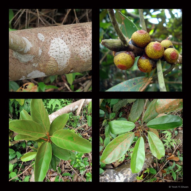 Ficus consociata var. murtoni • © Yeoh Yi Shuen • All Rights Reserved