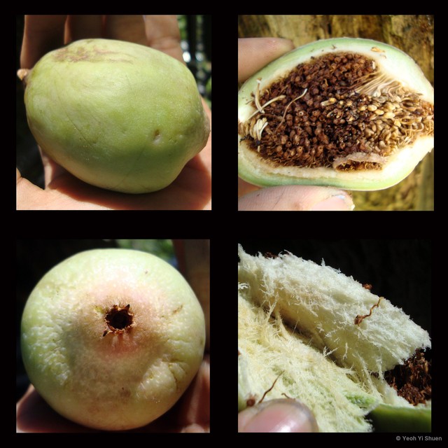 Ficus (Synoecia) pumila • © Yeoh Yi Shuen • All Rights Reserved