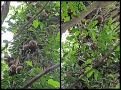 Ficus (Synoecia) punctata