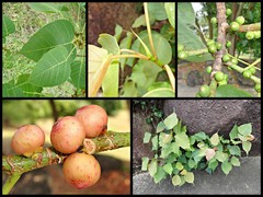 Ficus religiosa