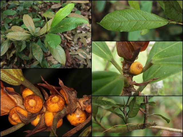 Ficus retusa • © Ang Wee Foong • All Rights Reserved