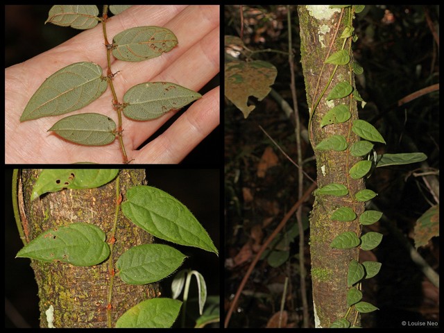 Ficus (Synoecia) recurva var. ribesoides • © Louise Neo • All Rights Reserved