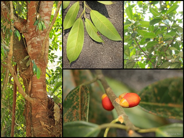 Ficus subgelderi var. rigida • © Louise Neo • All Rights Reserved