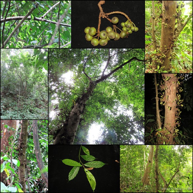Ficus rosulata • © Reuben Chong Jin Lim • All Rights Reserved