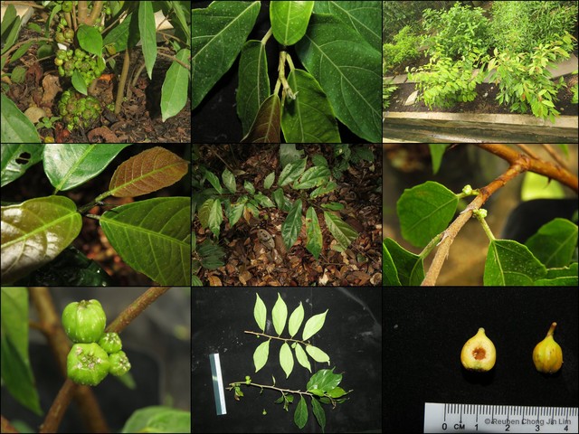 Ficus scortechinii • © Reuben Chong Jin Lim • All Rights Reserved