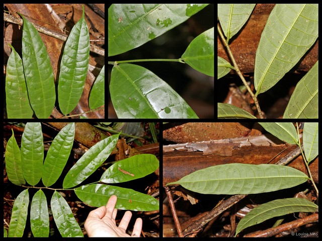 Ficus sinuata • © Louise Neo • All Rights Reserved