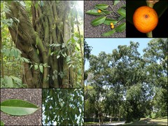 Ficus stricta