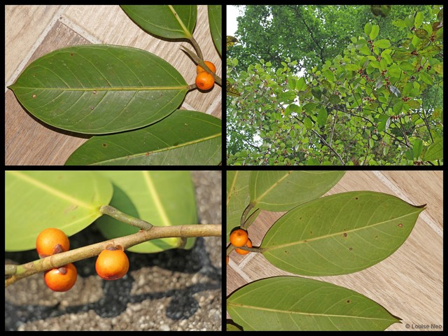 Ficus sundaica var. sundaica • © Louise Neo • All Rights Reserved
