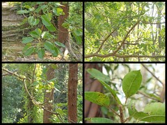 Ficus superba