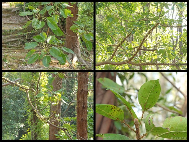 Ficus superba • © Louise Neo • All Rights Reserved