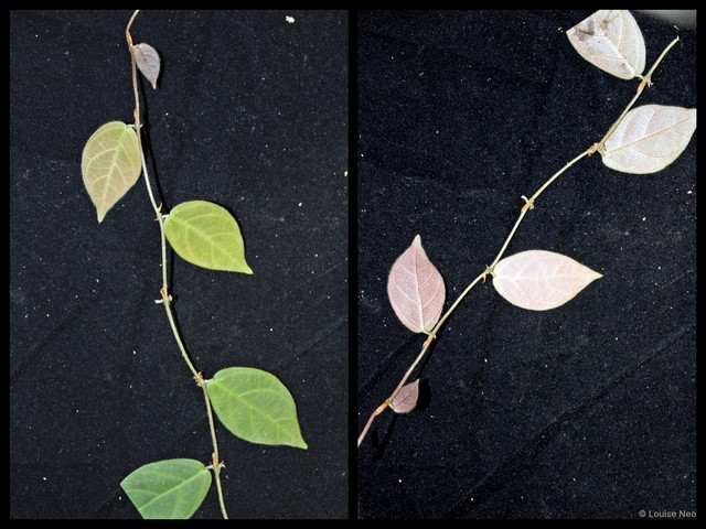 Ficus (Synoecia) trichocarpa • © Louise Neo • All Rights Reserved