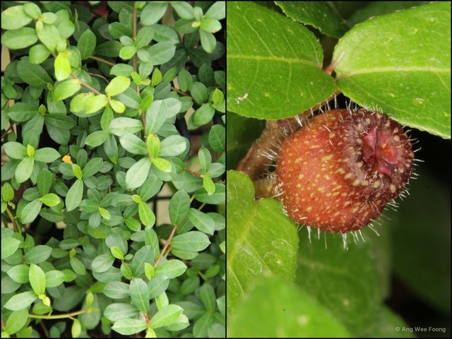Ficus (Synoecia) vaccinioides • © Ang Wee Foong • All Rights Reserved