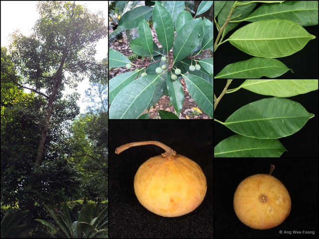 Ficus vasculosa • © Ang Wee Foong • All Rights Reserved