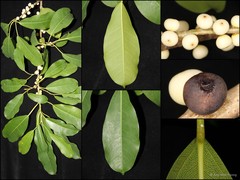 Ficus virens