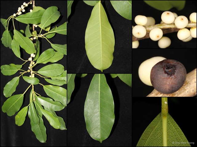 Ficus virens • © Ang Wee Foong • All Rights Reserved