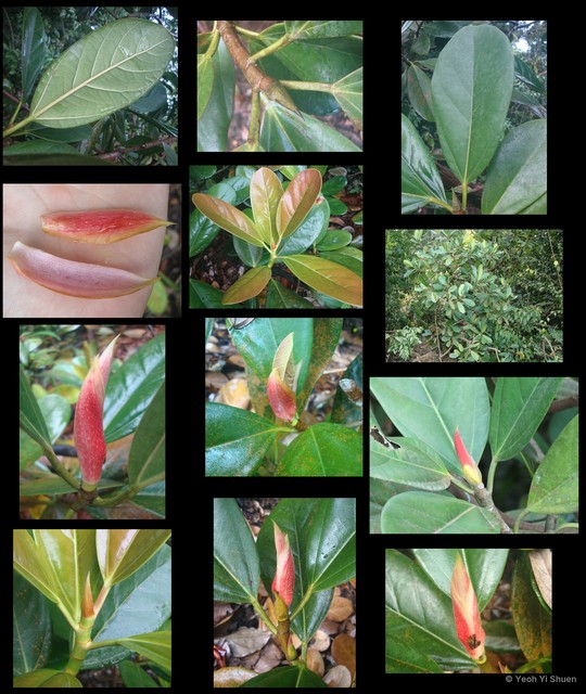 Ficus xylophylla • © Yeoh Yi Shuen • All Rights Reserved