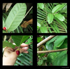 Malaisia scandens