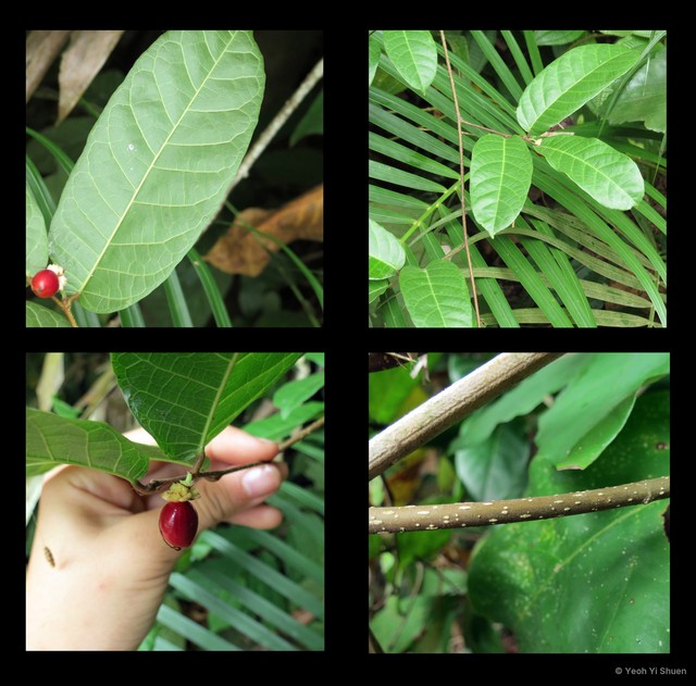 Malaisia scandens • © Yeoh Yi Shuen • All Rights Reserved