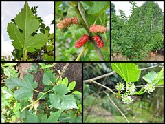 Morus alba