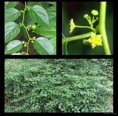 Colubrina asiatica