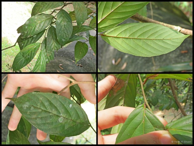 Smythea macrocarpa • © Yeoh Yi Shuen • All Rights Reserved