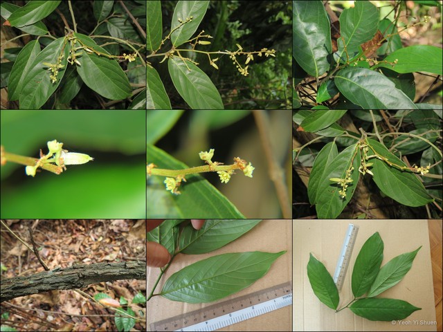 Ventilago maingayi • © Yeoh Yi Shuen • All Rights Reserved