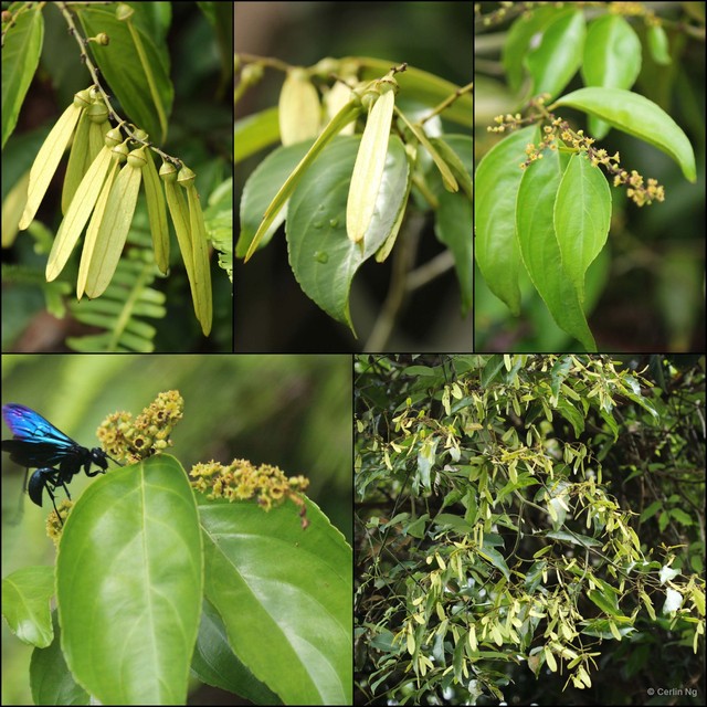Ventilago malaccensis • © Cerlin Ng • All Rights Reserved