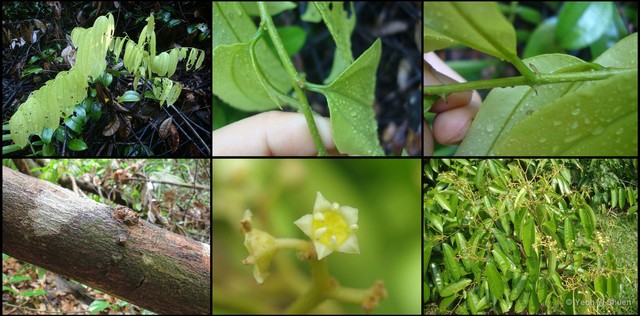 Ziziphus calophylla • © Yeoh Yi Shuen • All Rights Reserved