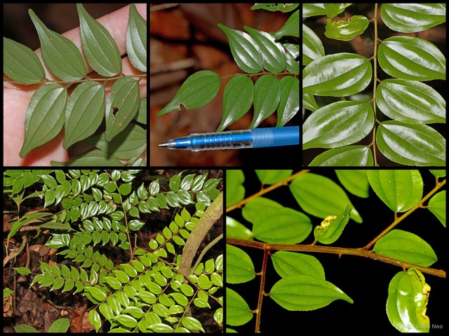 Ziziphus elegans • © Louise Neo • All Rights Reserved