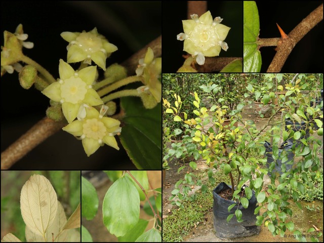 Ziziphus mauritiana • © Ang Wee Foong • All Rights Reserved