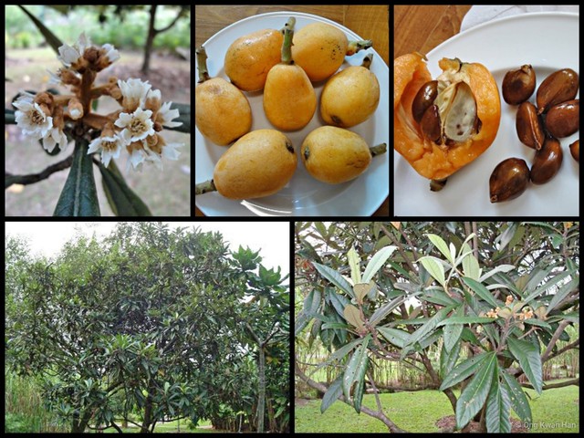 Eriobotrya japonica • © Ong Kwan Han • All Rights Reserved