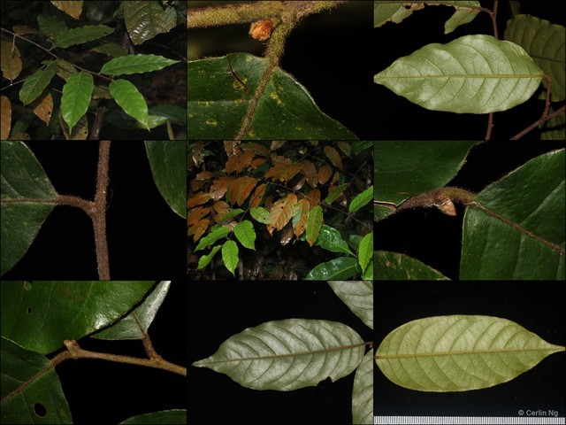 Prunus (Padus) arborea • © Cerlin Ng • All Rights Reserved