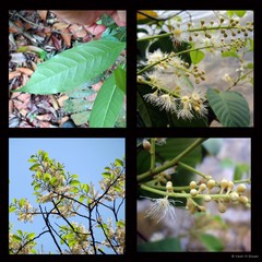 Prunus (Padus) polystachya (Hook.fil.) Kalkman