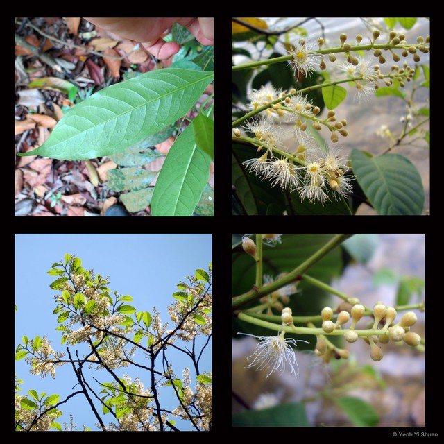 Prunus (Padus) polystachya • © Yeoh Yi Shuen • All Rights Reserved