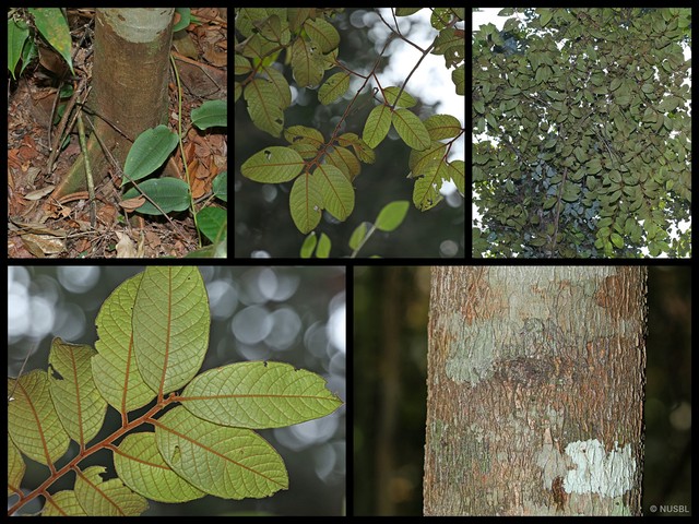 Prunus (Padus) arborea var. stipulacea • © NUSBL • All Rights Reserved