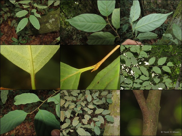 Prunus (Padus) grisea var. tomentosa • © Yeoh Yi Shuen • All Rights Reserved