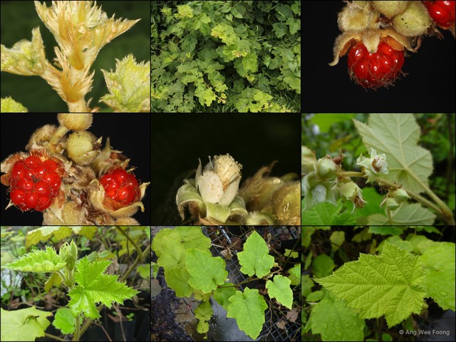 Rubus (Malachobatus) moluccanus var. angulosus • © Ang Wee Foong • All Rights Reserved