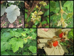 Rubus (Malachobatus) moluccanus var. moluccanus