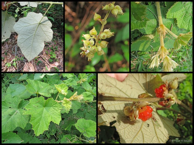 Rubus (Malachobatus) moluccanus var. moluccanus • © Yeoh Yi Shuen • All Rights Reserved