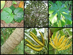 Cecropia pachystachya