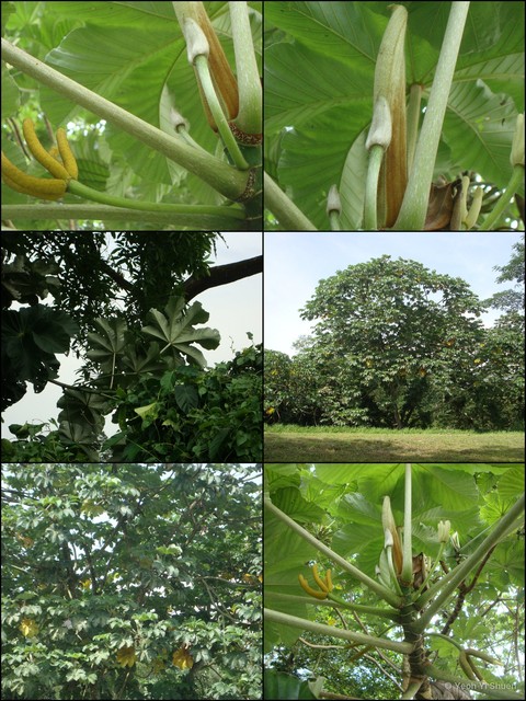 Cecropia peltata • © Yeoh Yi Shuen • All Rights Reserved